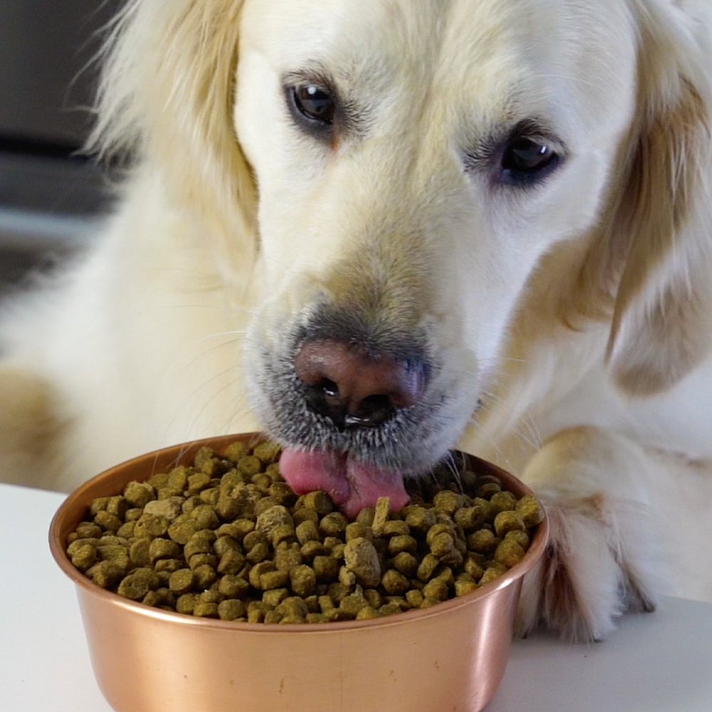 Dog eating Open Farm Catch-of-the-Season Dry Dog Food Kibble