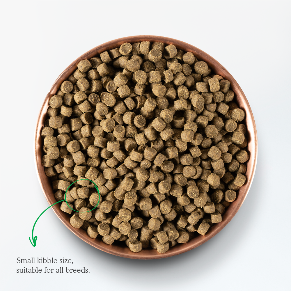 Pasture-Raised Lamb & Ancient Grains Dry Dog Food